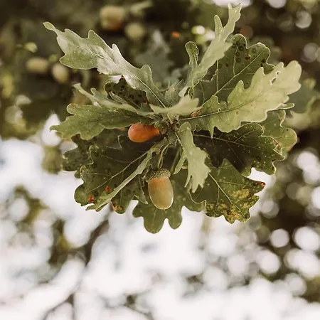 Weingut Kollerhof Am Eichberg Farma *