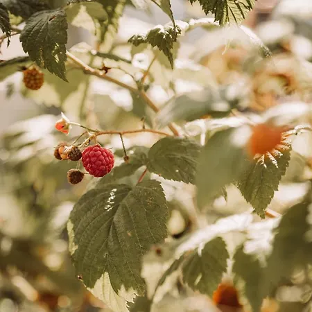 Weingut Kollerhof Am Eichberg ファームステイ