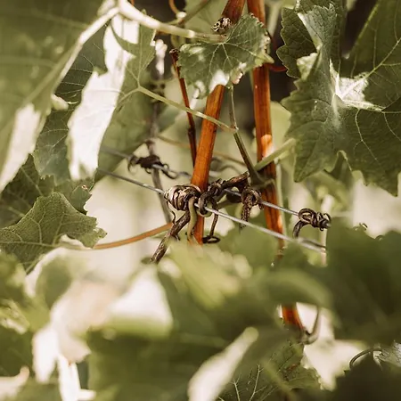Weingut Kollerhof Am Eichberg * Leutschach