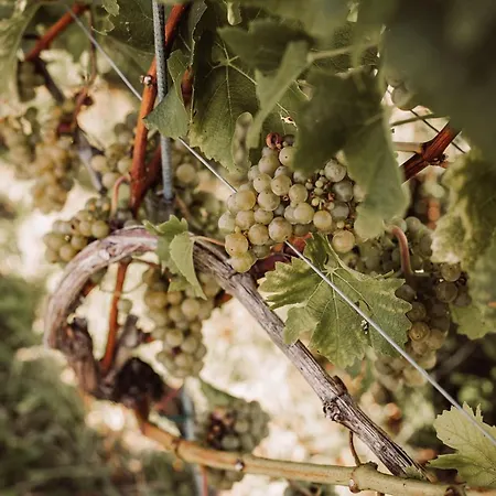 Farmház Weingut Kollerhof Am Eichberg *