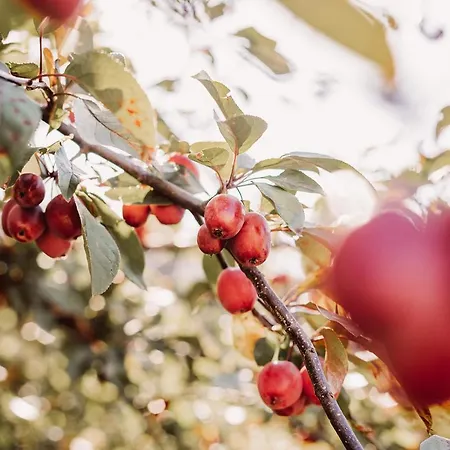 Farma Weingut Kollerhof Am Eichberg *