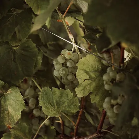 Farmház Weingut Kollerhof Am Eichberg