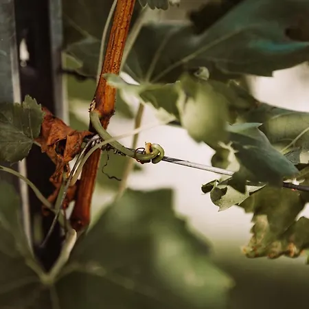 Farma Weingut Kollerhof Am Eichberg *