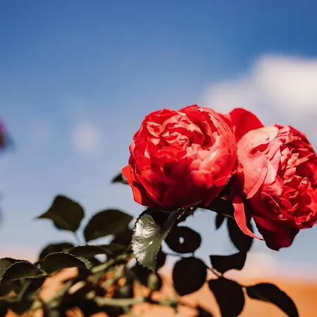 Weingut Kollerhof Am Eichberg ロイトシャッハ