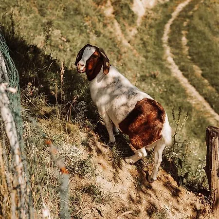Weingut Kollerhof Am Eichberg ファームステイ
