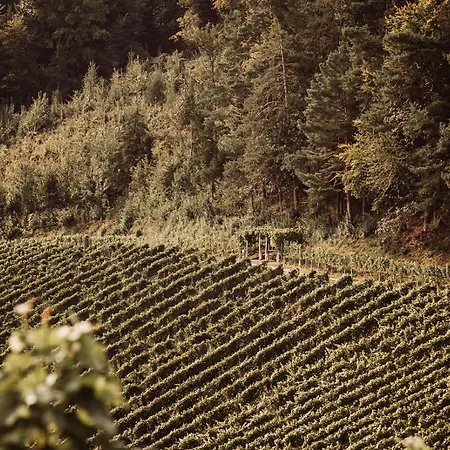 Weingut Kollerhof Am Eichberg Leutschach