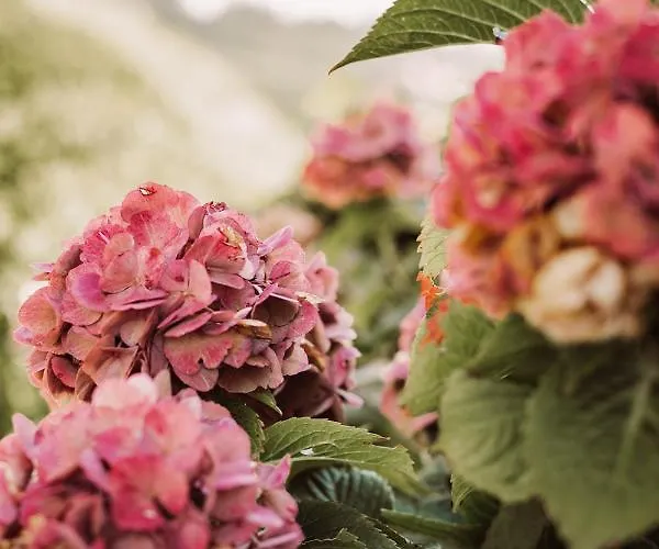Weingut Kollerhof Am Eichberg