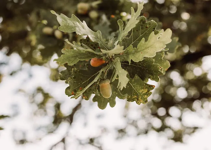 Weingut Kollerhof Am Eichberg Alojamento de Turismo Rural *