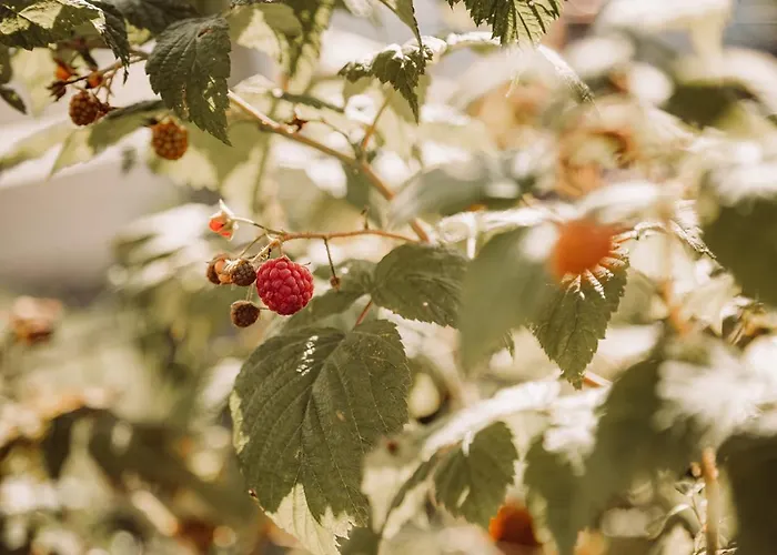 Weingut Kollerhof Am Eichberg مزرعة للإقامة
