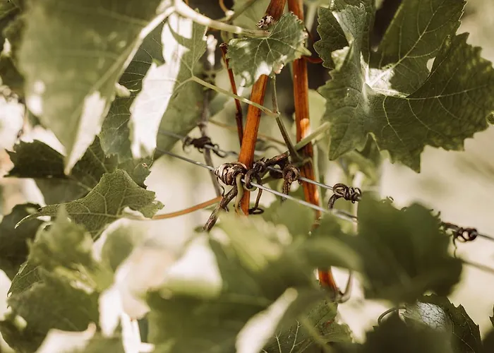 Weingut Kollerhof Am Eichberg * ليوتسشاخ