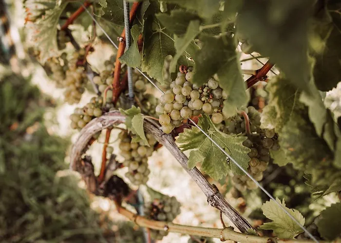 مزرعة للإقامة Weingut Kollerhof Am Eichberg *