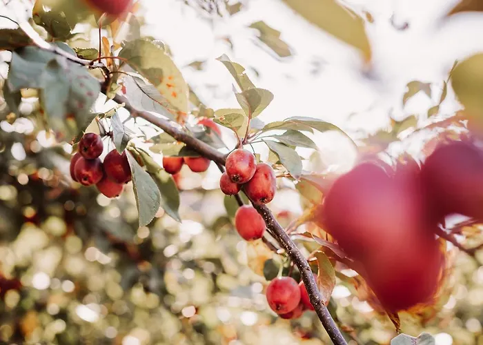 Alojamento de Turismo Rural Weingut Kollerhof Am Eichberg *