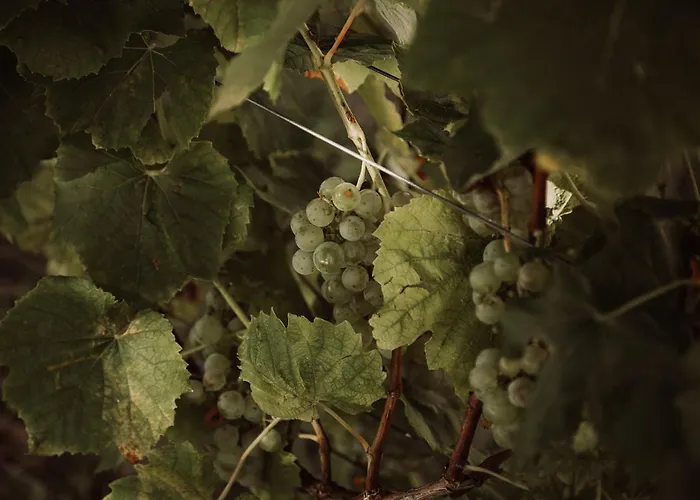 مزرعة للإقامة Weingut Kollerhof Am Eichberg