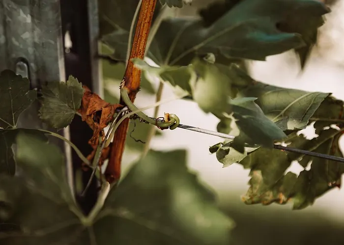 Alojamento de Turismo Rural Weingut Kollerhof Am Eichberg *
