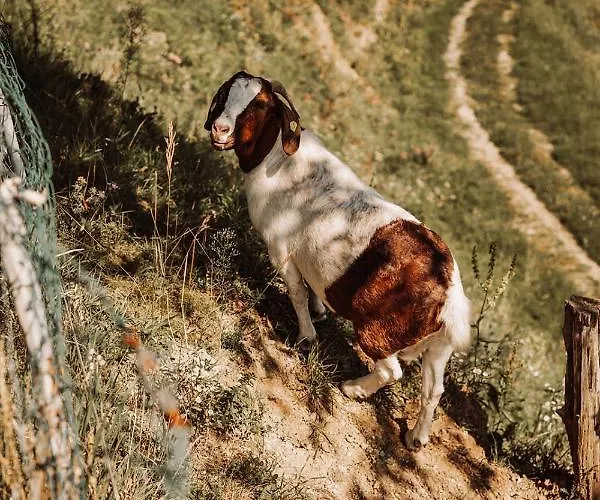 Weingut Kollerhof Am Eichberg مزرعة للإقامة